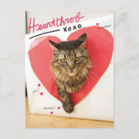Gato de los rompecorazones