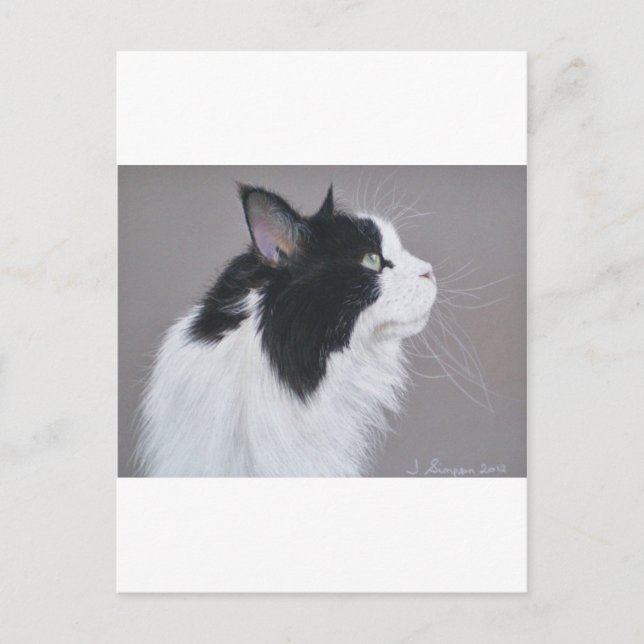Postal Gato de Maine Coon negro y blanco. (Anverso)