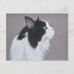 Postal Gato de Maine Coon negro y blanco.