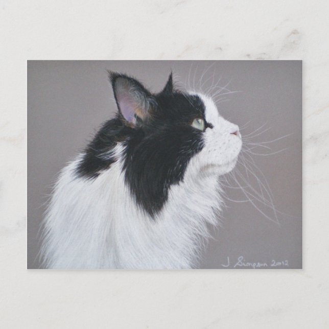 Postal Gato de Maine Coon negro y blanco. (Anverso)