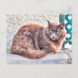 Postal Gato de Maspalomas