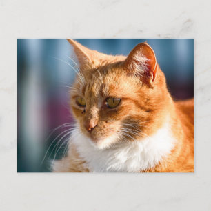 Postal Gato de Maspalomas