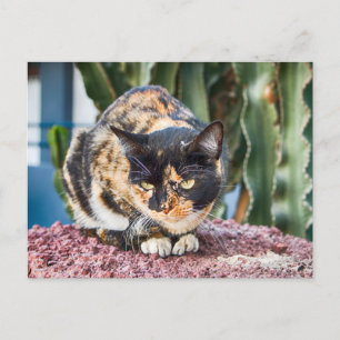 Postal Gato de Maspalomas