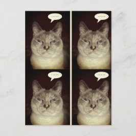 Postal Gato de Moody