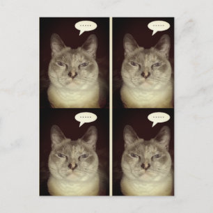 Postal Gato de Moody