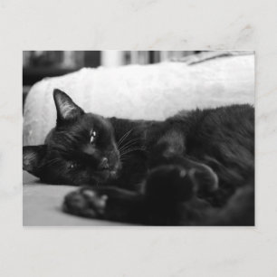 Postal Gato de Napping