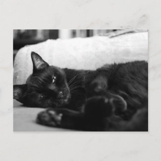 Postal Gato de Napping