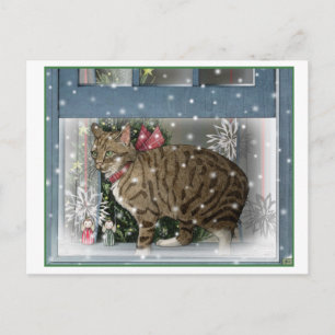 Postal Gato de nieve