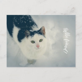 Postal Gato de nieve