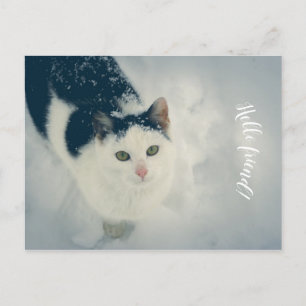 Postal Gato de nieve