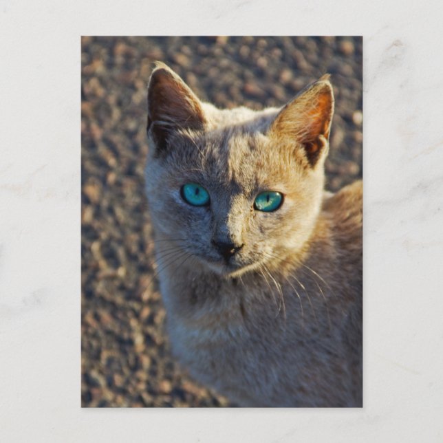 Postal Gato de ojos azules (Anverso)