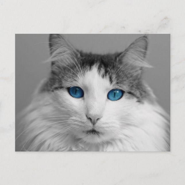 Postal Gato de ojos azules y grises fluidos (Anverso)