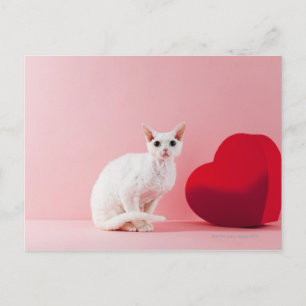 Postal Gato de ojos extraños