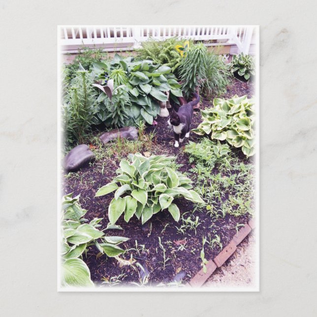 Postal Gato de pelaje blanco y negro (Anverso)