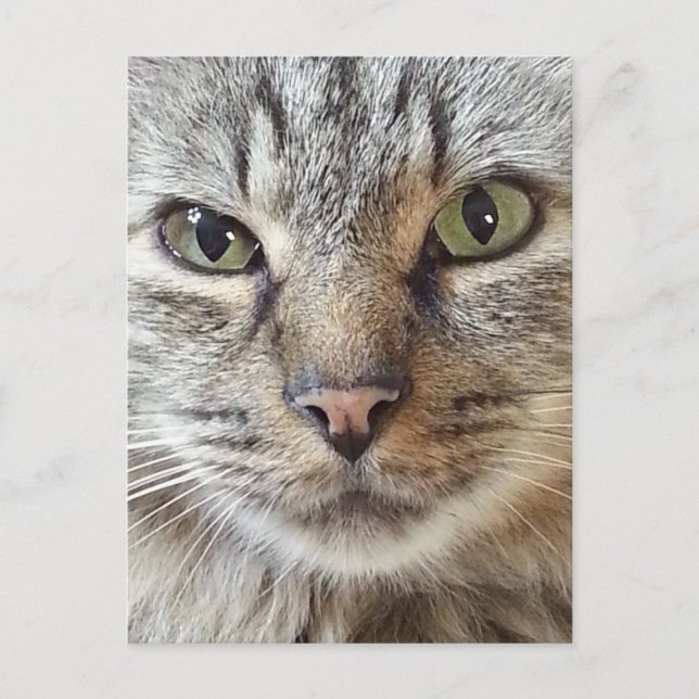 Postal Gato de pelo largo marrón (Anverso)