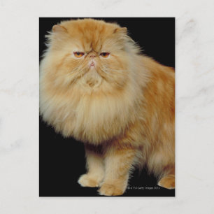 Postal Gato de pelo largo ruso