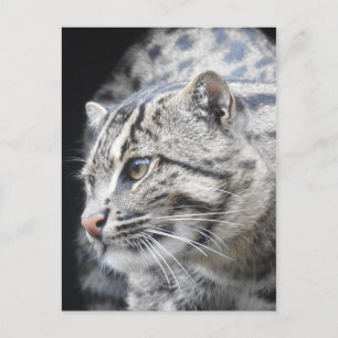 Postal Gato de pesca