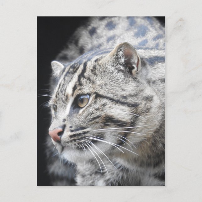 Postal Gato de pesca (Anverso)