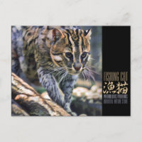 Gato de pesca [postal]
