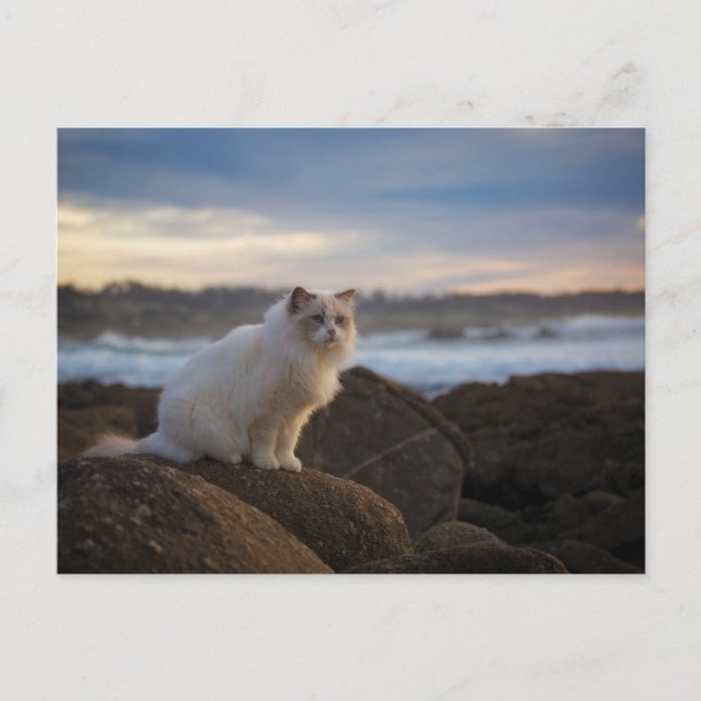 Postal Gato De Ragdoll En La Playa (Anverso)