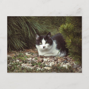 Postal Gato de Shorthair - Postcard