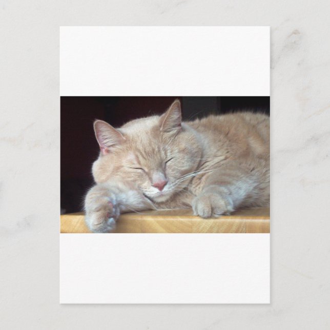 POSTAL GATO DE SUEÑO CUTO (Anverso)