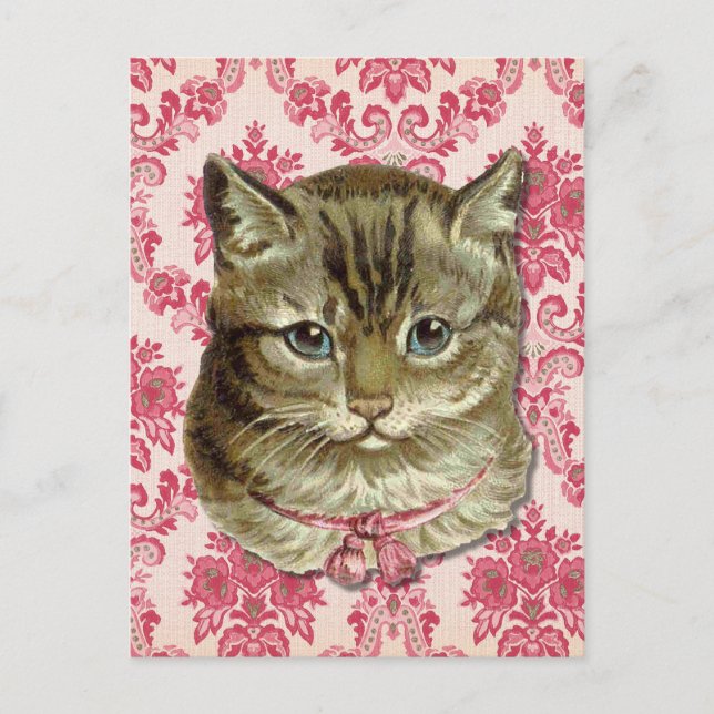 Postal Gato de Tabby (Anverso)