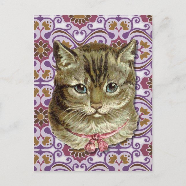 Postal Gato de Tabby (Anverso)