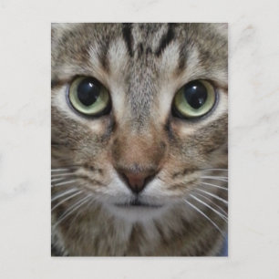 Postal Gato de Tabby Brown