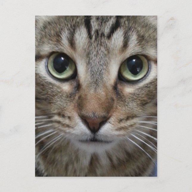 Postal Gato de Tabby Brown (Anverso)