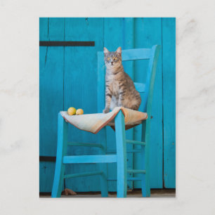 Postal Gato de Tabby en una silla azul