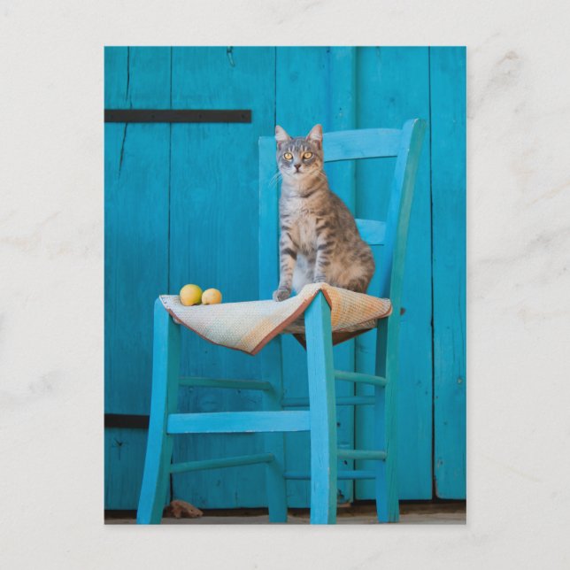 Postal Gato de Tabby en una silla azul (Anverso)