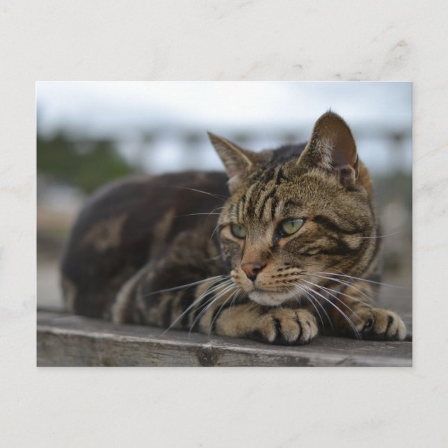 Postal Gato de Tabby listo para la acción en Devon (Anverso)