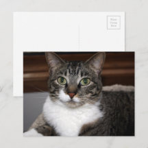 Gato de Tabby mirando fotografía animal