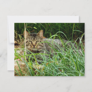 Postal Gato de Tabby oculto en foto de jardín de hierba