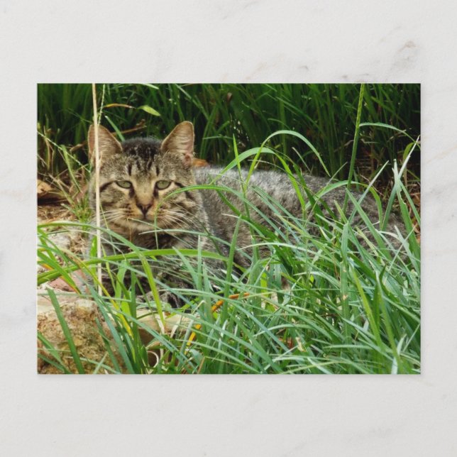 Postal Gato de Tabby oculto en foto de jardín de hierba (Anverso)