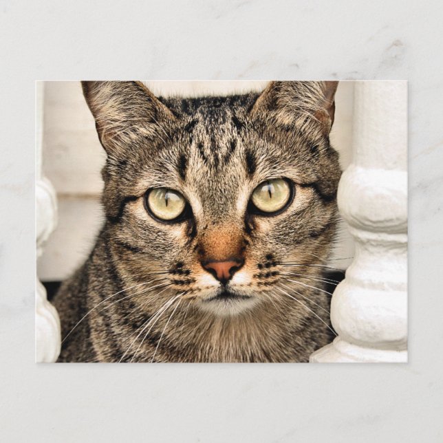Postal Gato de tabla (Anverso)