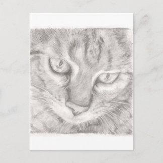 Postal Gato de tabla