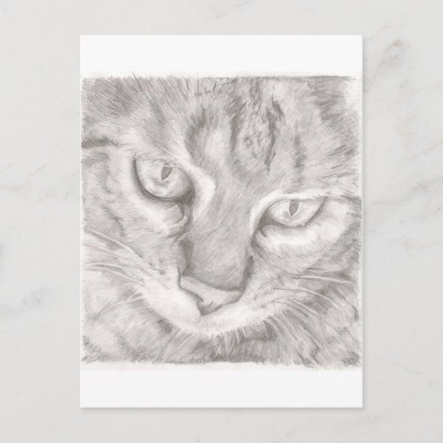 Postal Gato de tabla (Anverso)
