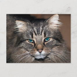 Postal Gato de tabla