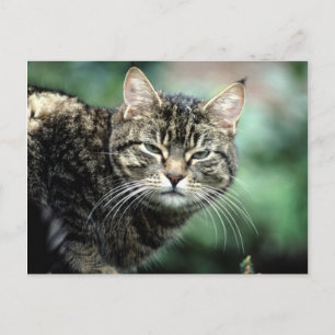Postal Gato de tabla