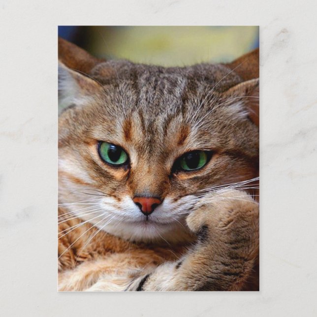 Postal gato de tigre penoso (Anverso)