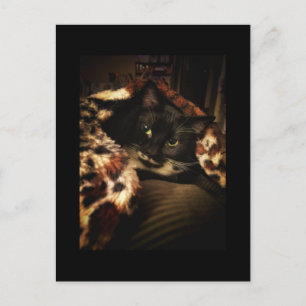 Postal Gato de Tuxedo