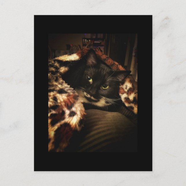 Postal Gato de Tuxedo (Anverso)