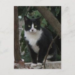 Postal Gato de Tuxedo