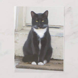 Postal Gato de Tuxedo