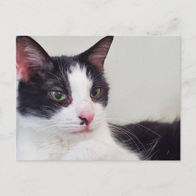 Postal Gato de Tuxedo (Anverso)
