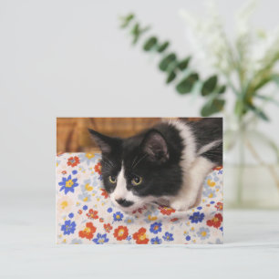 Postal Gato de Tuxedo