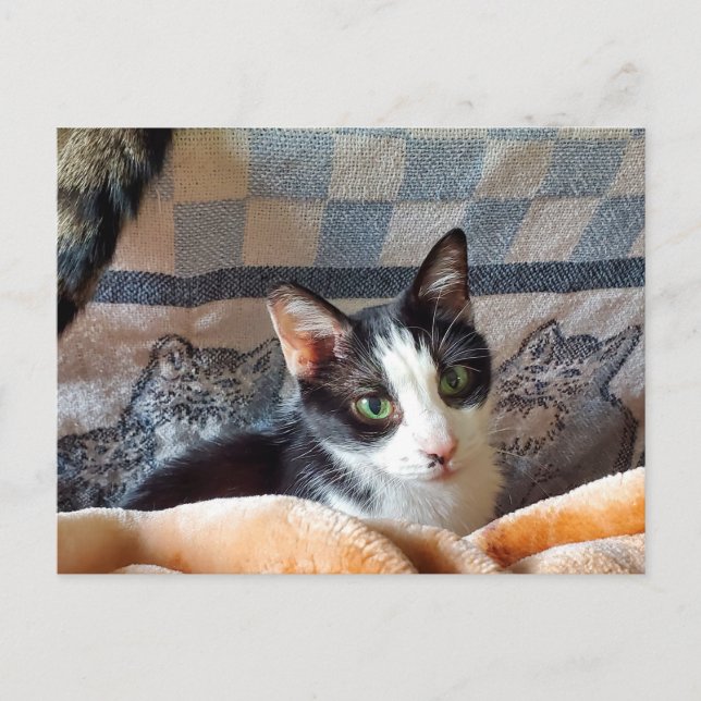 Postal Gato de Tuxedo (Anverso)