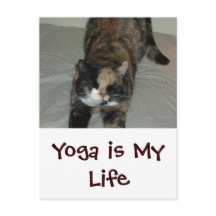 Gato de yoga